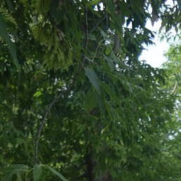 ����, ����