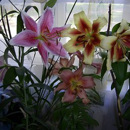 �������, �������, 51 ���