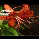 ���� ������ Teto (Tigerlyly Lily), �����, 31 ��� - ��������� 26 ����� 2026 � ������ ������ ��������