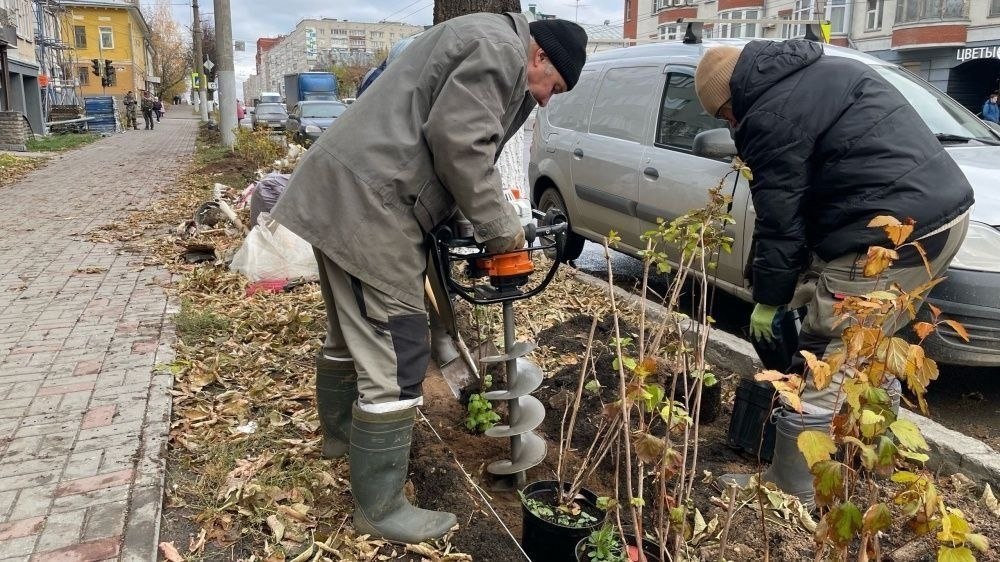 Новые яблони, лиственницы и туи высадят в Кирове.Закупку на поставку саженцев деревьев опубликовала ...