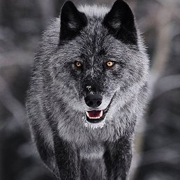 �����, ���������, 61 ���