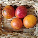 ���� ���, �������, 33 ���� - ��������� 31 ����� 2026 � ������ ������ ��������