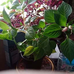 ������, ������, 65 ���