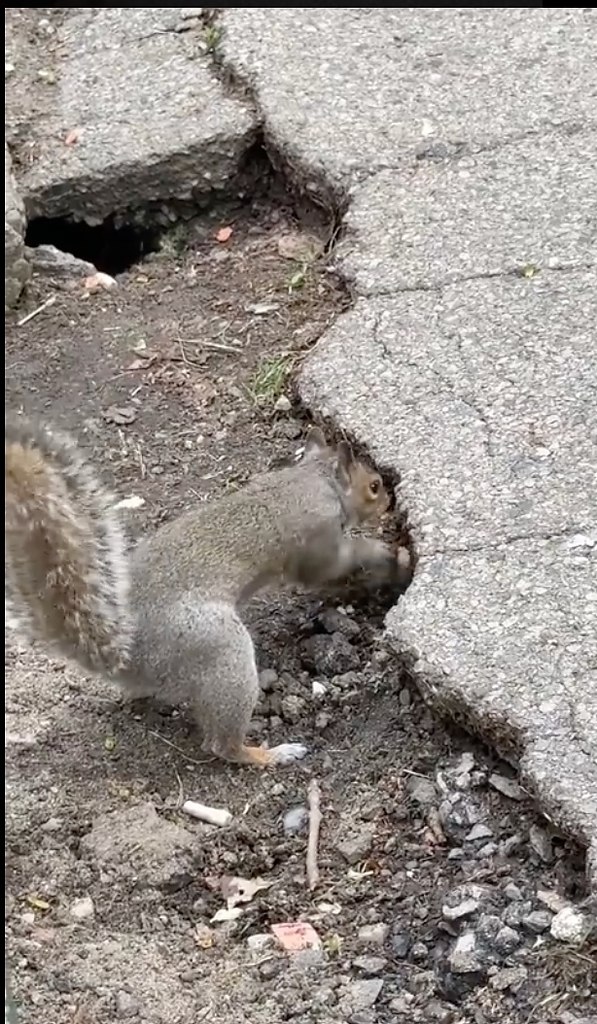 aoe cea o, e o pac ap! gratplant