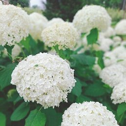 Viktoria, ���������, 28 ���