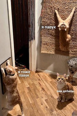 �����������