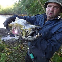 ����������, 65 ���, �����������