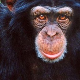 Great, ������, 24 ����