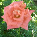 ���� ���� � �������� �� ���������� ..., ����� - ��������� 13 ������ 2025 � ������ ���� ����������