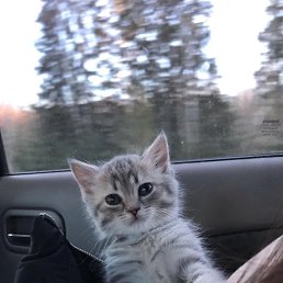 ���� �������, �����-���������, 52 ���� - ��������� 19 ������� 2026