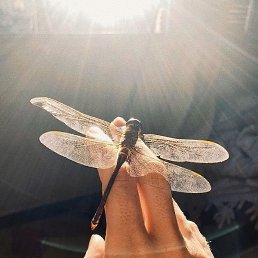 ����..��, �������, 51 ���