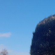 ���, 65 ���, ������