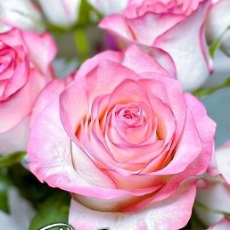 �. �.�, �����-���������, 69 ���