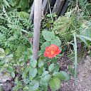  ,  , 43  -  22  2025