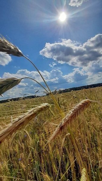 Какой у нас сегодня праздник? — Лето. — Прекрасно! Как отметим? — Будем счастливы. — А что дарить, ...