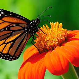 ���� ������, ��������, 51 ��� - ��������� 2 ����� 2026