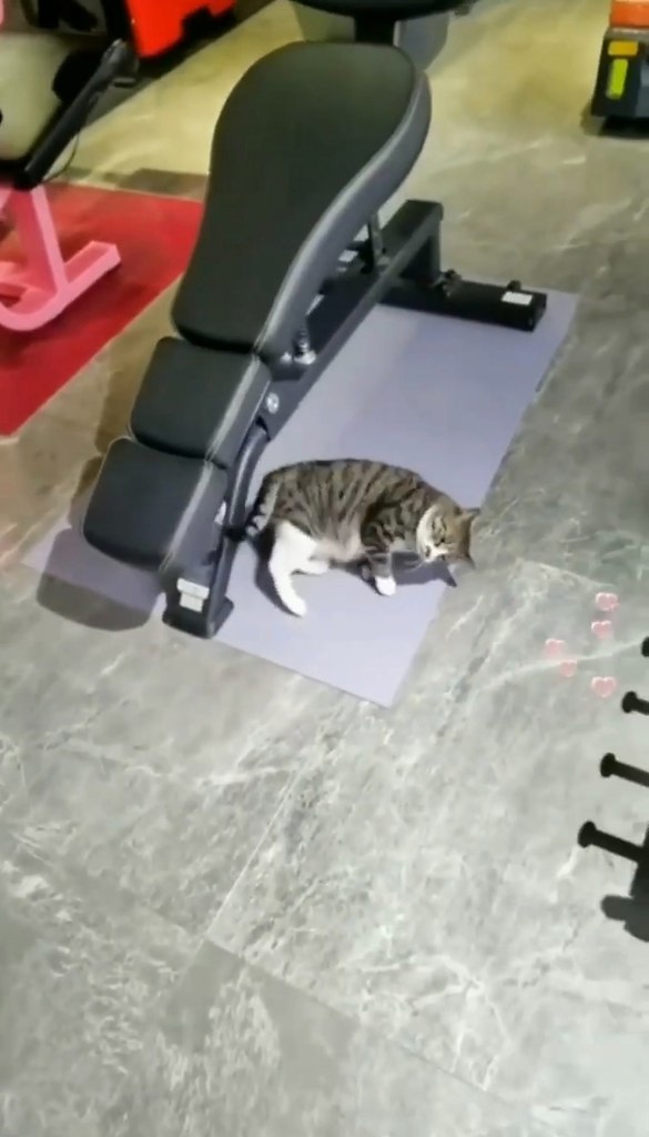  ,     