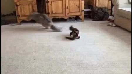 GIF Preview