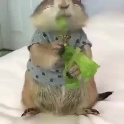 GIF Preview