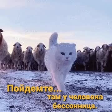 GIF Preview