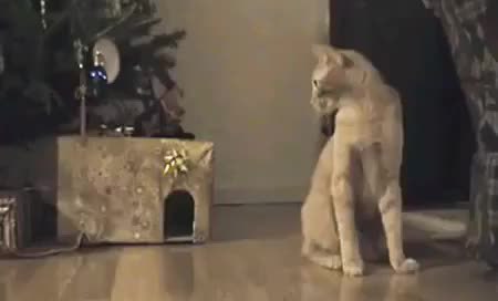 GIF Preview