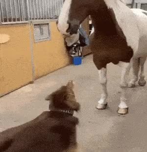 GIF Preview