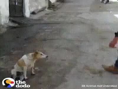 GIF Preview