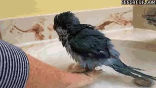 GIF Preview