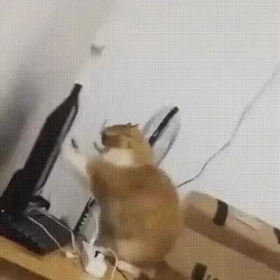 GIF Preview