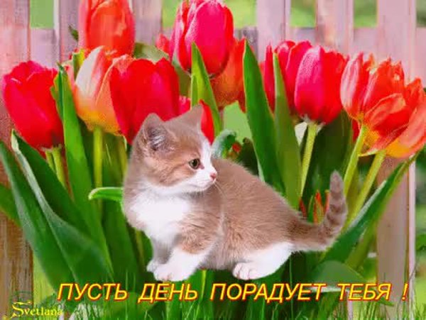 GIF Preview