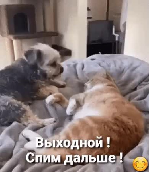 GIF Preview