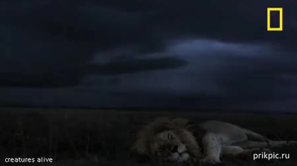 GIF Preview