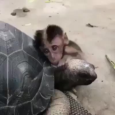 GIF Preview