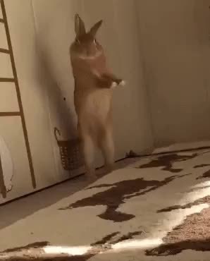 GIF Preview