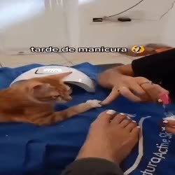 GIF Preview