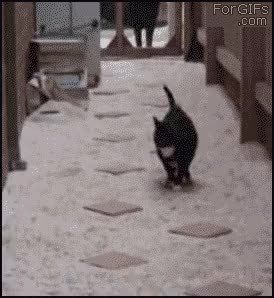 GIF Preview