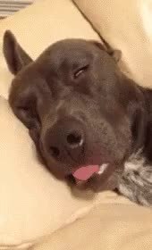 GIF Preview