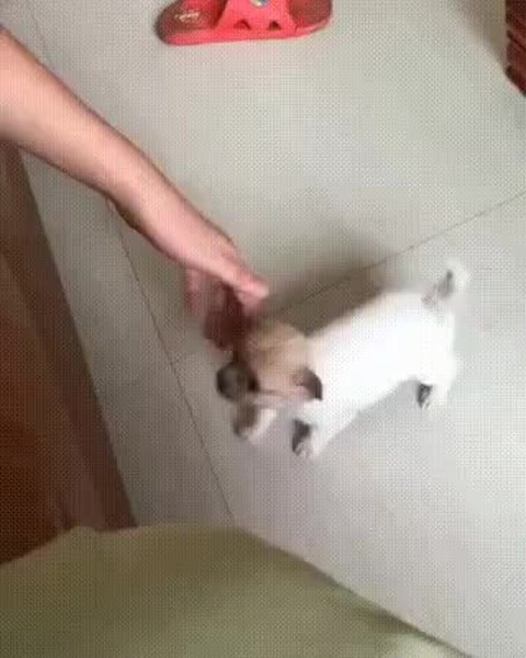 GIF Preview