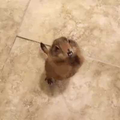 GIF Preview