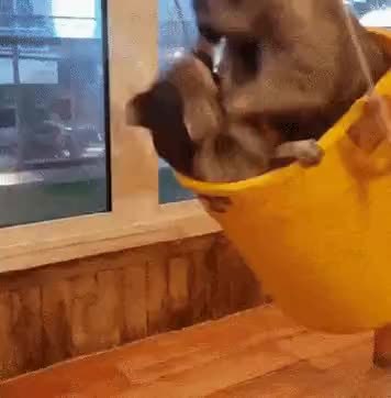 GIF Preview
