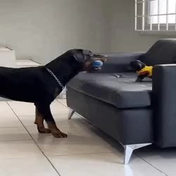 GIF Preview