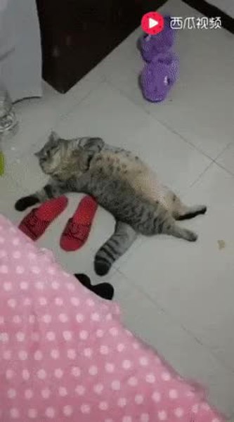 GIF Preview