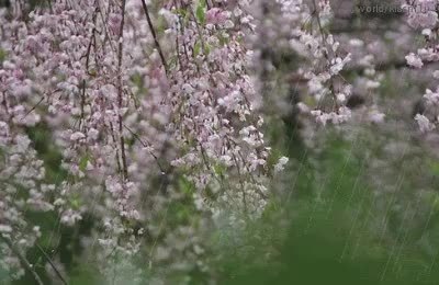 GIF Preview
