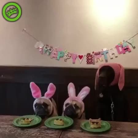 GIF Preview