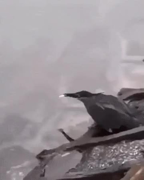GIF Preview