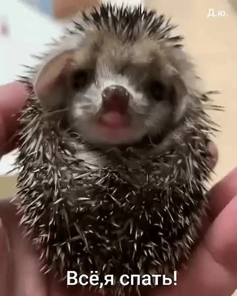 GIF Preview