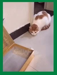 GIF Preview