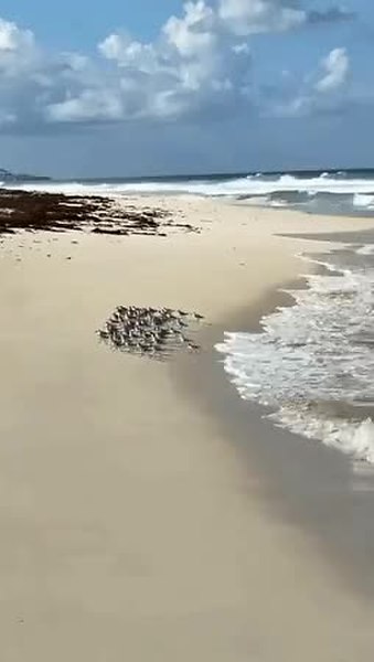 GIF Preview