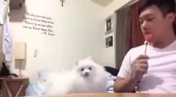 GIF Preview