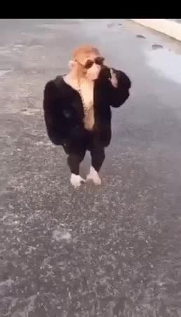 GIF Preview